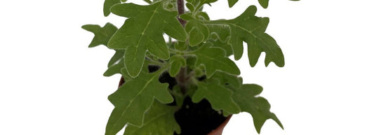 Duck Foot Swedish Ivy Plant - Plectranthus Duck Foot Indoor Plant Slower Grower