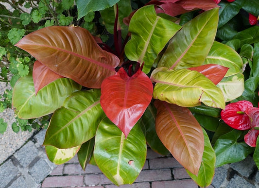 Prince of Orange Philodendron Colorful Tropical Plant House Plant Foliage Care Guide Info