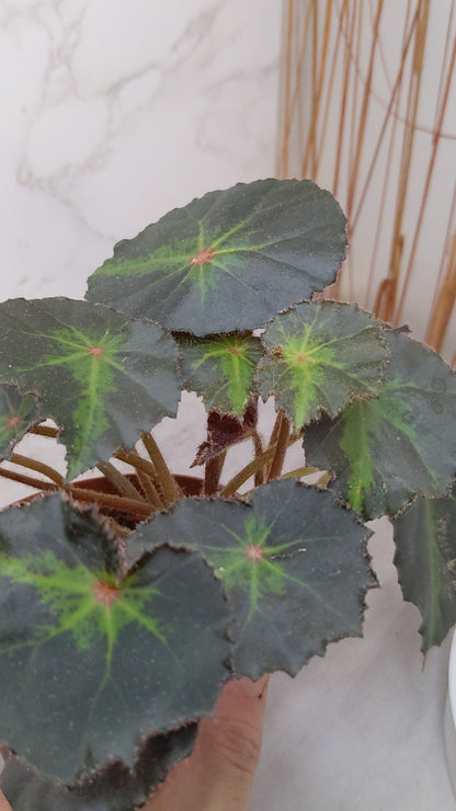 Begonia ‘Boyfriend' eye-catching hybrid begonia cultivar