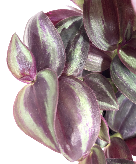 Burgundy Tradescantia Wandering Jewel Ornamental Houseplant Easy Care Plant Guide