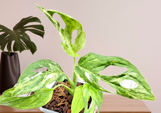 Monstera Andansoni Mint, Variegated Swiss Cheese Vine Plant Tropical Outdoor or Indoor Houseplant