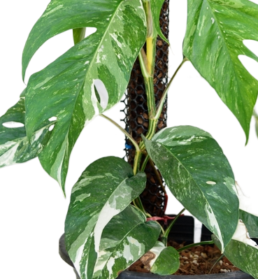 Cebu Blue Variegated Epipremnum Pinnatum Enjoy Live Plant For Your Green Escape Rare Garden Plant/Houseplant