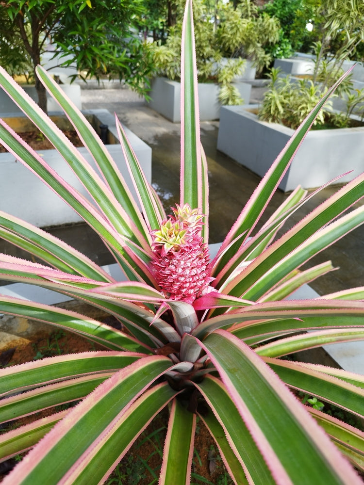 Variegated Pineapple Plant (ananas cosomus) Aka Juicy, Rare Fruit Sweet and Exotic Color