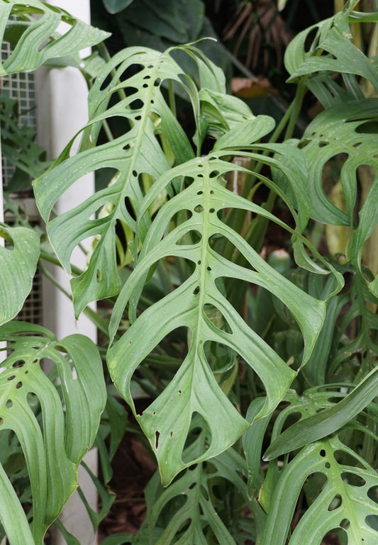 Monstera esqueleto Rare Tropical Plant Very Uncommon Amazing Garden Plant or Houseplant