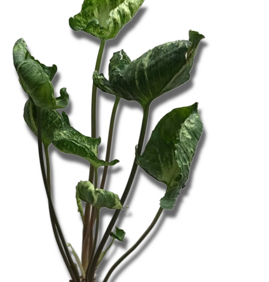 Syngonium 'Godzilla' Rare Popular Cultivar Arrowhead plant vine online plant store