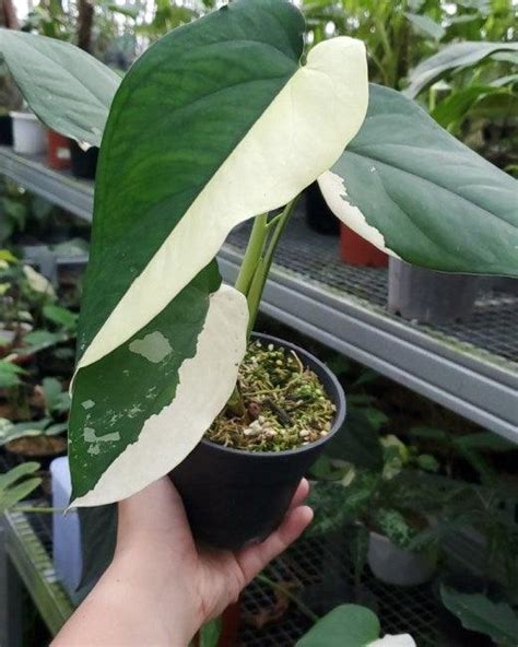 Syngonium Chiapense Variegated, Buy Rare Plant Online Cutting Or Rooted