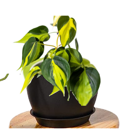 Brazil Heart Leaf- Philodendron Brasil pothos  - Uncommon Shipped With Pot Soil &Plant