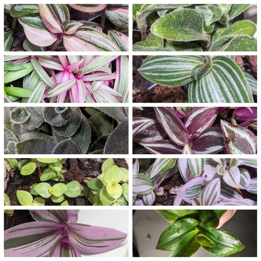 Wandering Jewel Dude CUTTINGS Tradescantia Spiderwort, Inch Plants Amazing HousePlant/House Plant Or Ground Cover