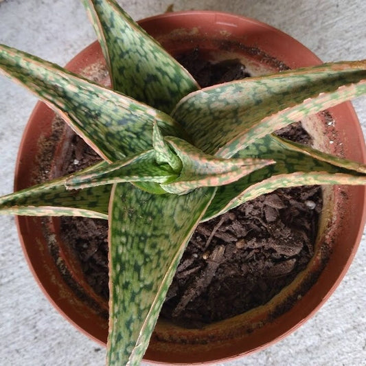 Aloe Firecracker Plants - Fully Rooted Aloe Haworthia Hybrid Rare