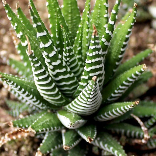 Zebra Plant Cactus Haworthia fasciata -  Succulent - Haworthiopsis attenuata