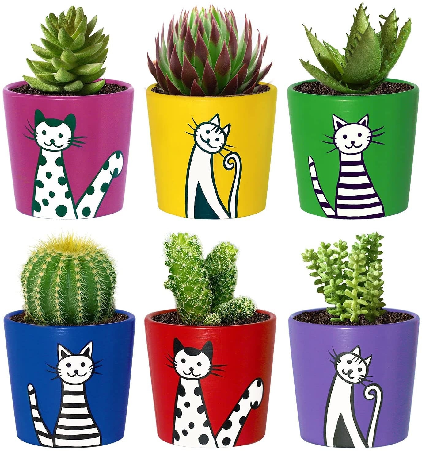 Colorful Cat/Kitten Plant Pots Cat/Kitten Pot Made for Succulents Cactus Pencil/Craft Holder - Animal Lover Gift Plant Lover Gift