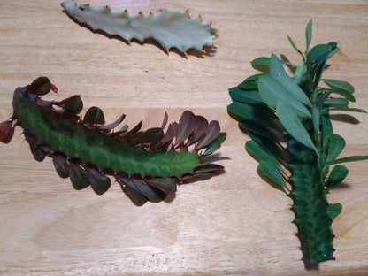 Euphorbia Cactus Succulent Cutting - 3 Pack Euphorbia