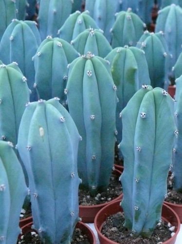Blue Starter Cactus Small Blue Candle Cactus - Blue Cacti Myrtillocactus geometrizan