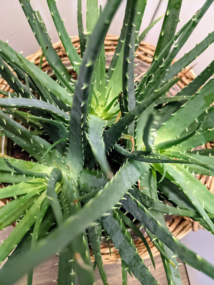 Aloe humilis Hedgehog Aloe Mature LARGE, 'Hedgehog' Live House Plant, Aloe Vera Succulent