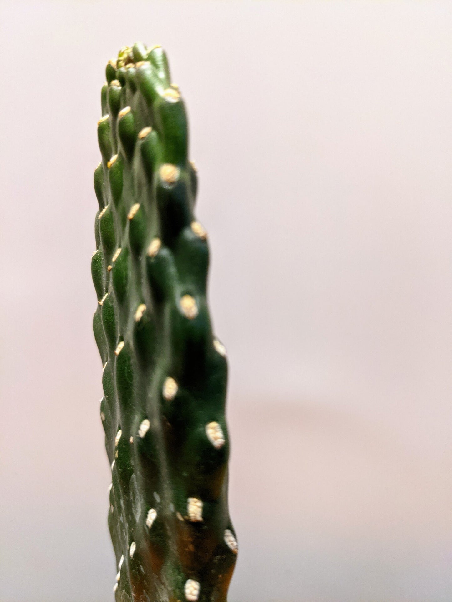 Road Kill Cactus Consolea Rubescens \ Cactus Plant Succulents \ No thorns/Spikes
