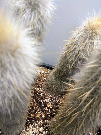 Silver torch Cleistocactus Strausii Silver torch - Makes Great Outdoor Cactus 12" Large Grower!