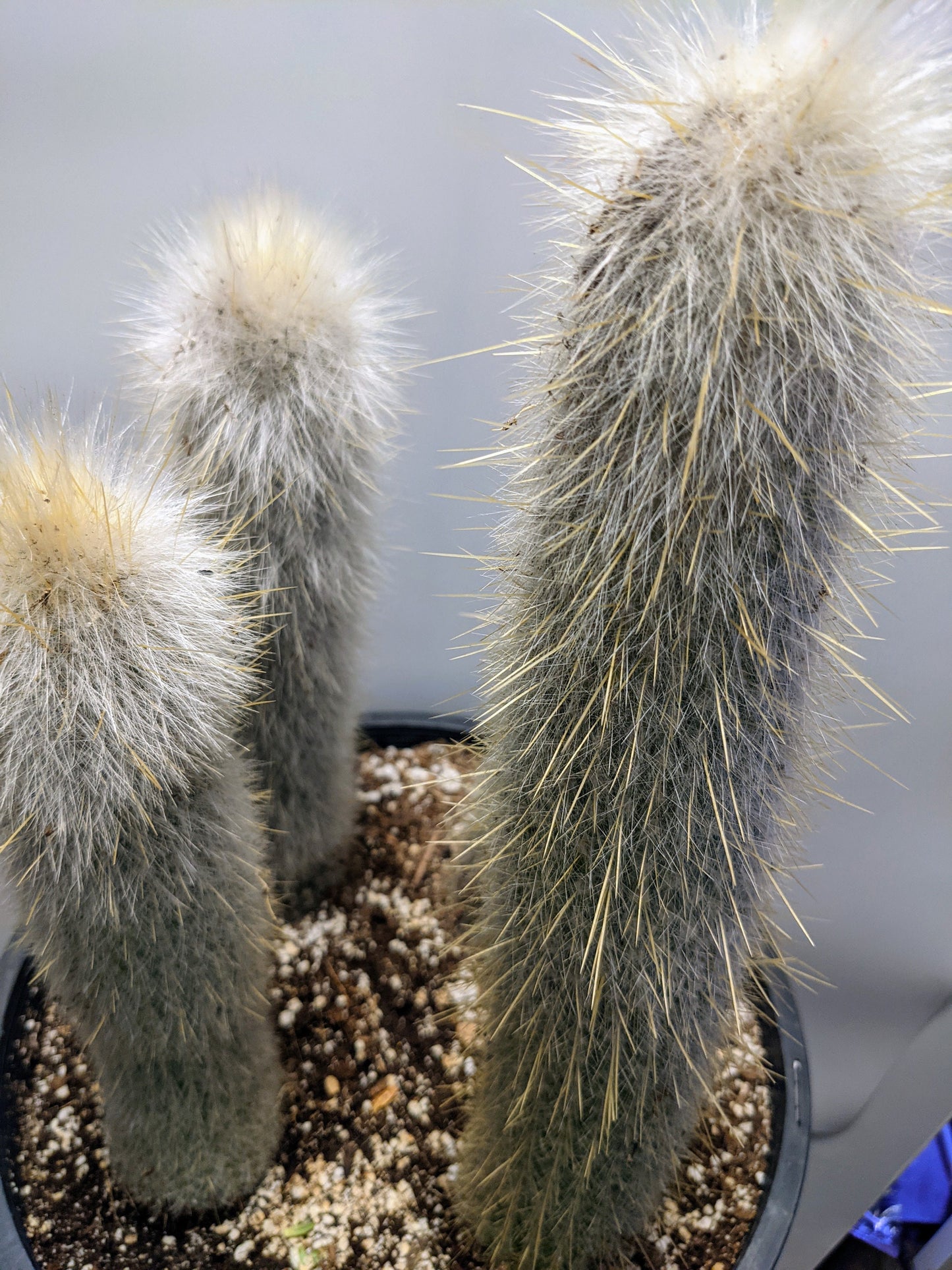 Silver torch Cleistocactus Strausii Silver torch - Makes Great Outdoor Cactus 12" Large Grower!