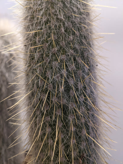Giant Snow Pole Cactus White Hairy Cacti/Cactus Old Man of Mexico - Cleistocactus Strausii