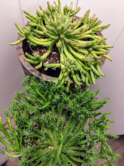Medusa's Head Cactus Succulent - Euphorbia flanaganii Rare Plant Great for Head Planters Pots