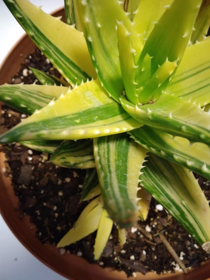 VERY RARE Variegated Gold Tooth Aloe cactus succulent live plant