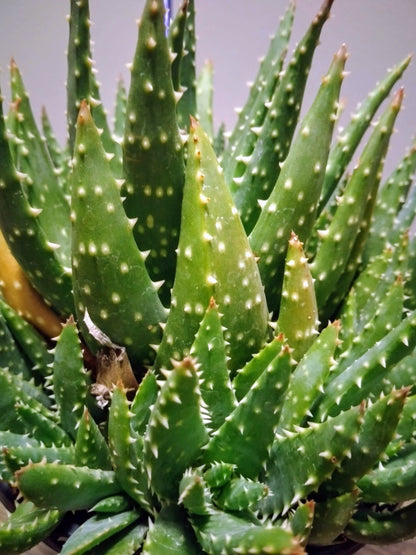 Crosby’s Prolific Aloe - Rare Aloe Hybird - Indoors/Outdoors Succulent With Teeth/Spikes