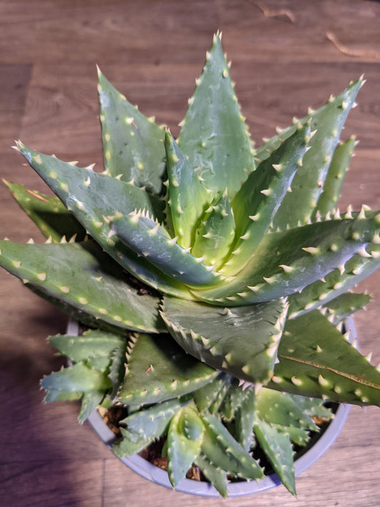 Aloe 'T-Rex' - Green Succulent Plant - Low Care Living Plant Bigger and more color then Gold Thoth Aloe *RARE Collectors Aloe*