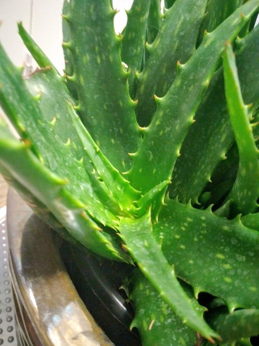 Aloe Starry Night Hybrid Plant - Indoor Aloe Alive Living one of best Aloe Plants