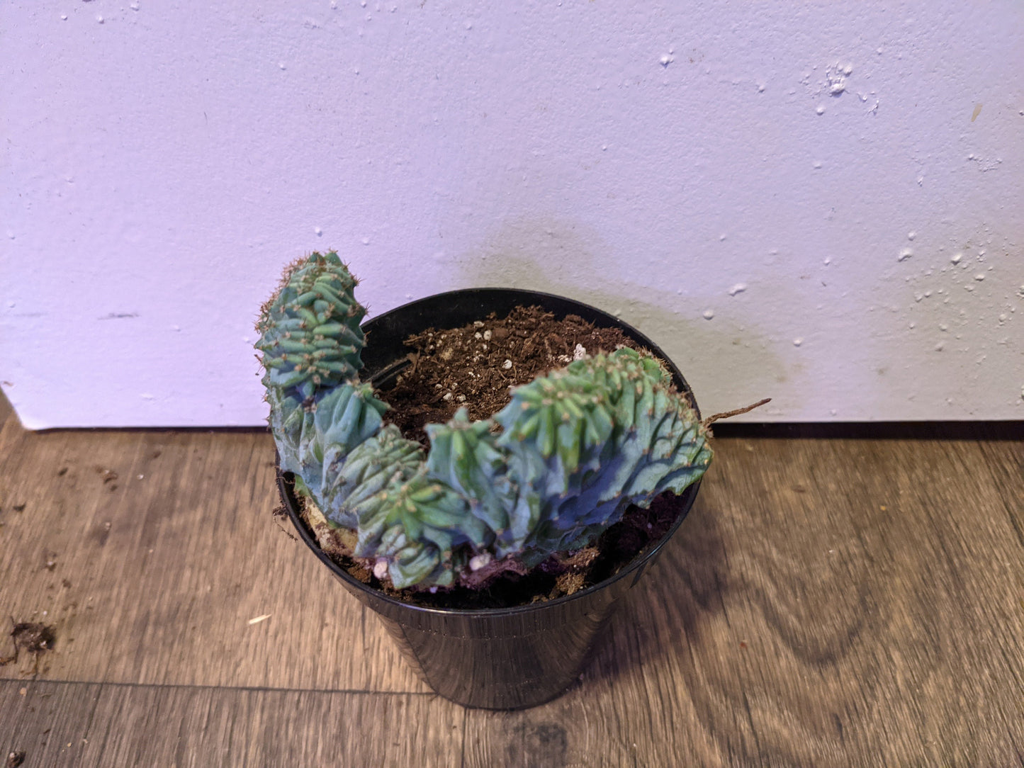 Starter Blue Elite Crested Myrtillocactus Geometrizans  Cactus  - Crested Blue Cactus Small Starter Free Plant Bonus