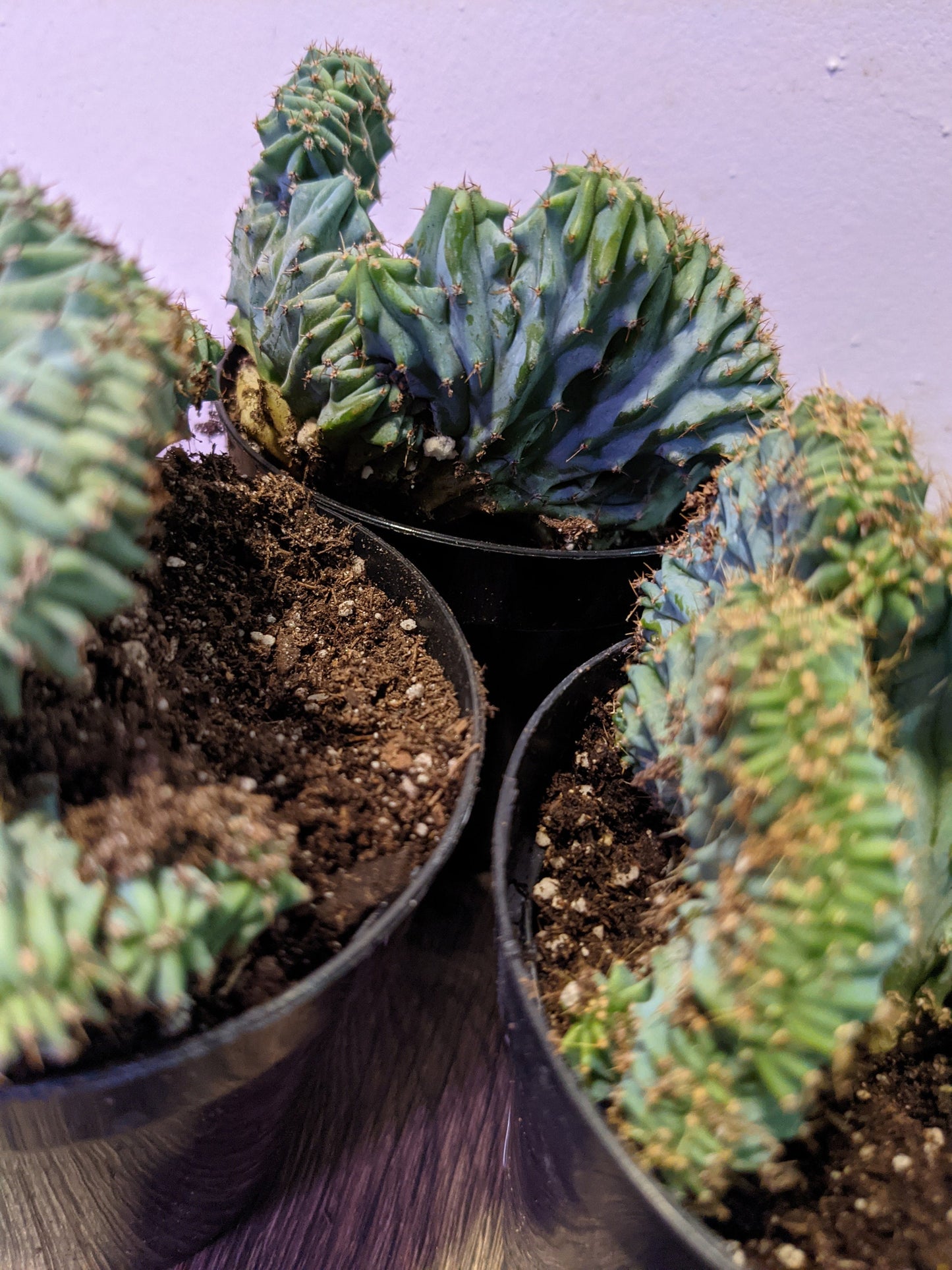 6" Blue Elite Crested Myrtillocactus Geometrizans  - Crested Blue Cactus -