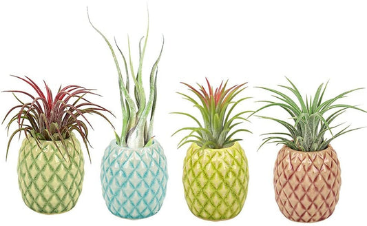 Fun & Cute Pineapple Air Plant Pot Holder - Tillandsia Ceramic Pot in 4 colors