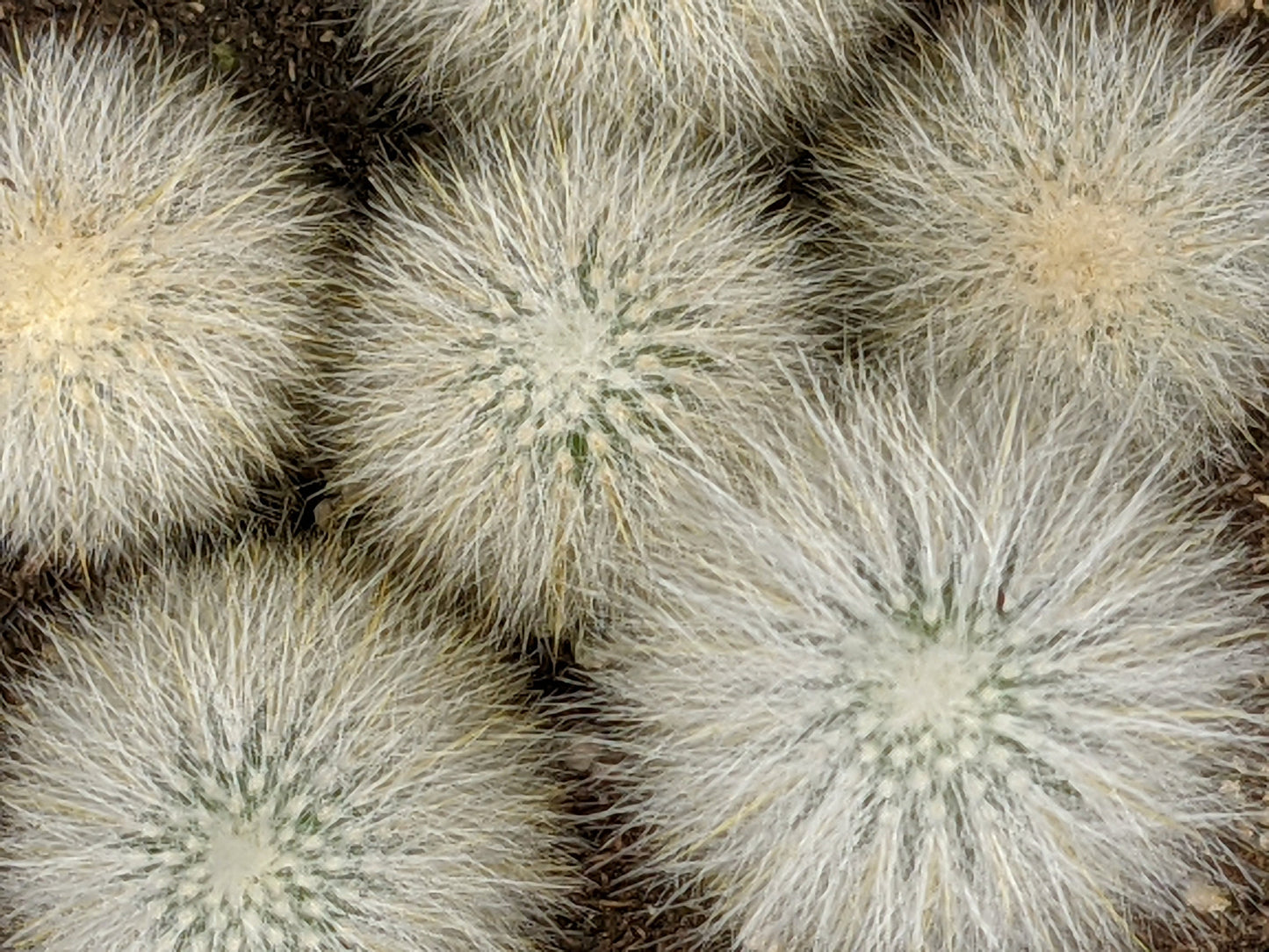 Silver Torch Hairy Small Baby Cute Spiky Cactus - White Cactus - Baby Cacti -Indoor Outdoor Alive Plant - Cleistocactus strausii