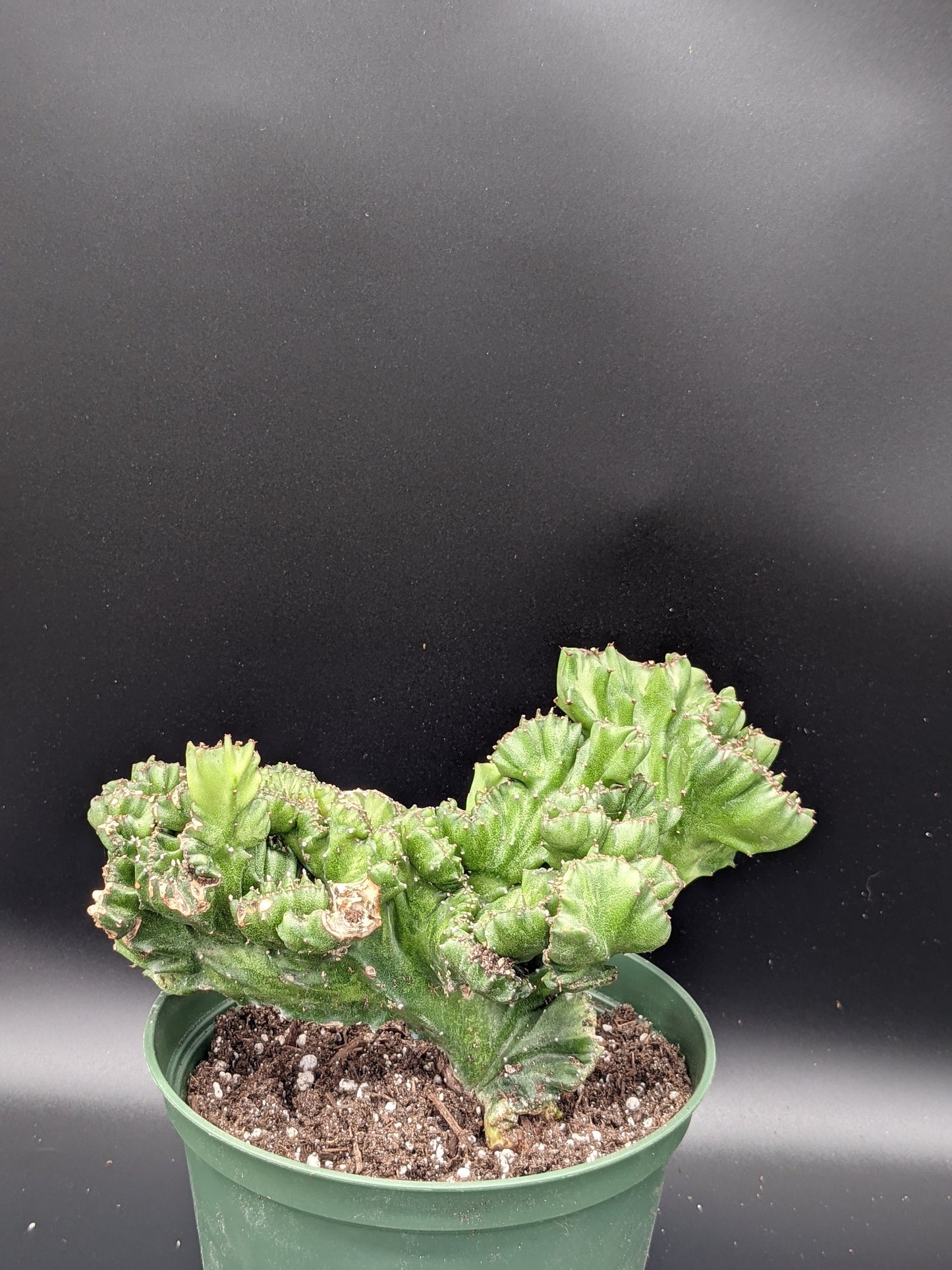 Elk Horn Crested Cactus Euphorbia lactea cristata - Succulent Cactus Crested rare Form Collectors Crested Elkhorn