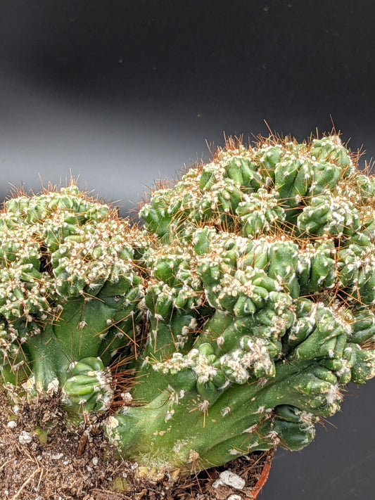 Monstrose Apple Cactus (cereus peruvianus monstrose) 4" potted VS alive living plant - Rare Crested Cactus