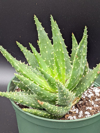 Aloe 'Crosby's Prolific' Large Mature- Indoor Outdoor Aloe Succulent Easy Care