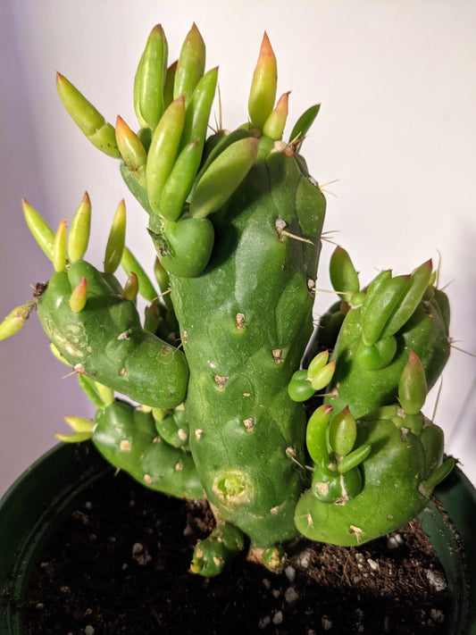 Gumby Cactus | Austrocylindropuntia Subulata Gumby AKA Eve's Needle, Cane Cholla, Eve's Pin Long Spine Cactus