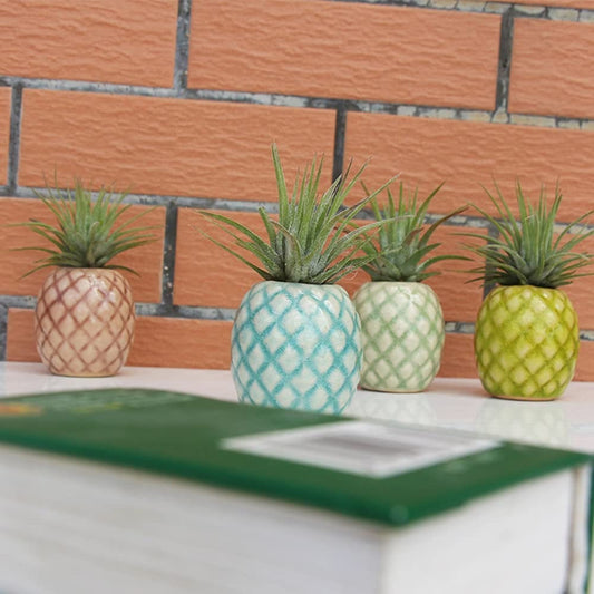 Air Plant With Pineapple Air Plant Pot Holder - Tillandsia Ceramic Pot in 4 colors With 3 Air Plant Choices - Fun Fruit Playful Cute Gift