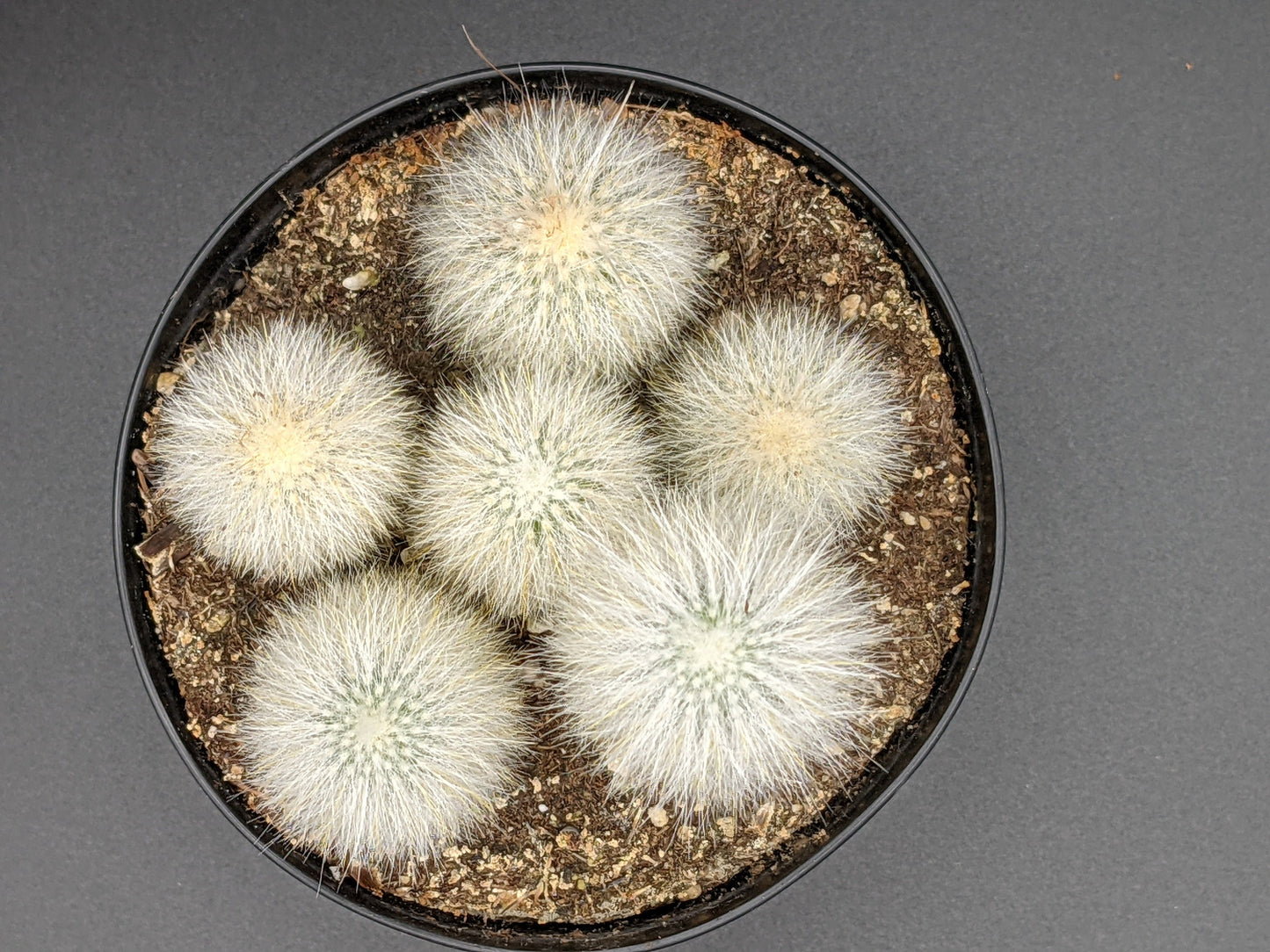 Fuzzy Silver Torch - Cleistocactus Strausii Cactus -  Fuzzy Wooly Torch - Old Man Cactus - Baby Size Few Inches