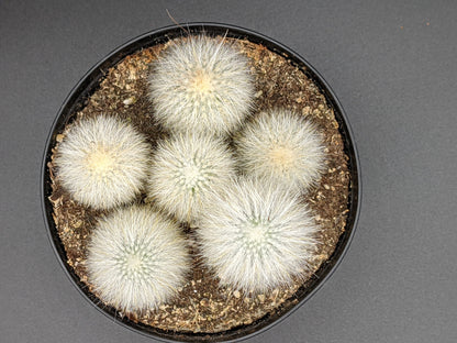 Fuzzy Silver Torch - Cleistocactus Strausii Cactus -  Fuzzy Wooly Torch - Old Man Cactus - Baby Size Few Inches