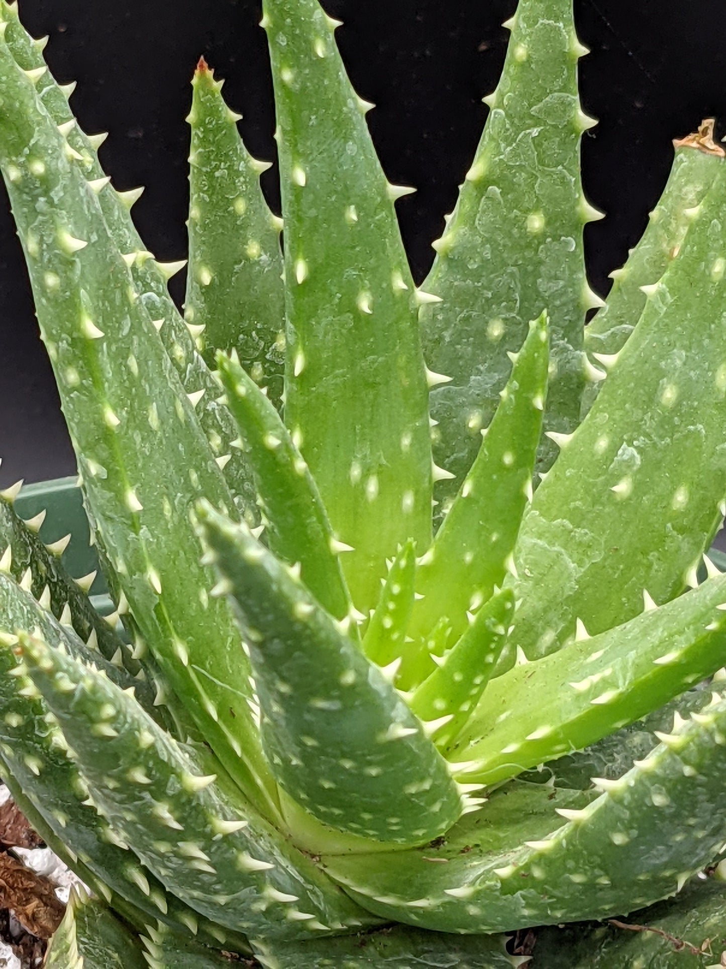 Aloe 'Crosby's Prolific' Large Mature- Indoor Outdoor Aloe Succulent Easy Care