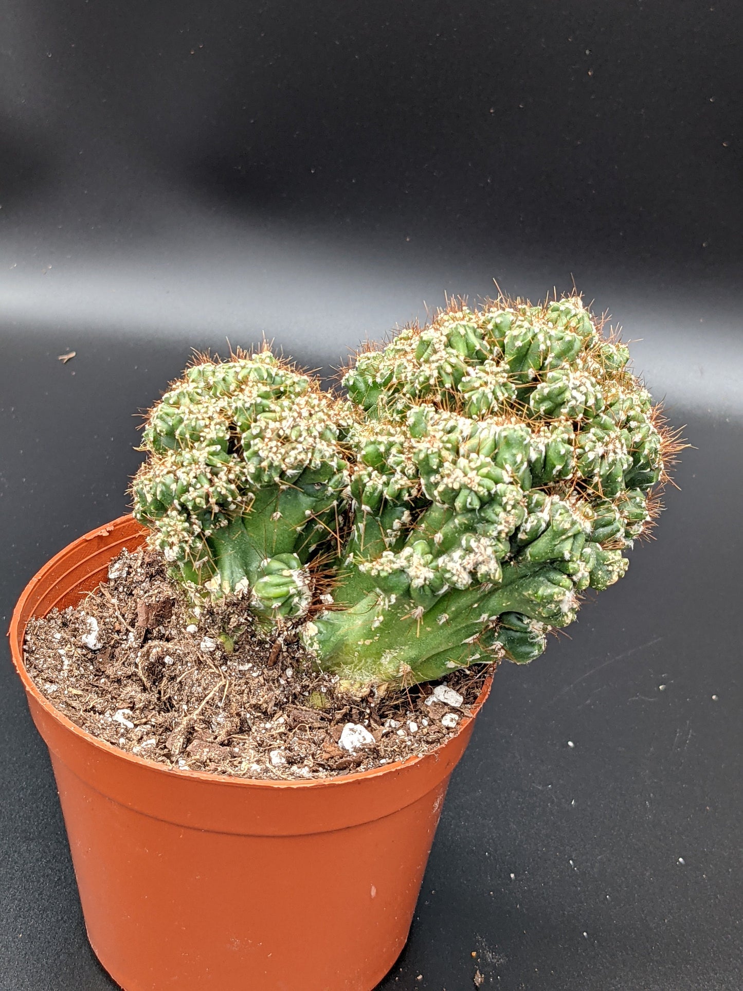 Monstrose Apple Cactus (cereus peruvianus monstrose) 4" potted VS alive living plant - Rare Crested Cactus