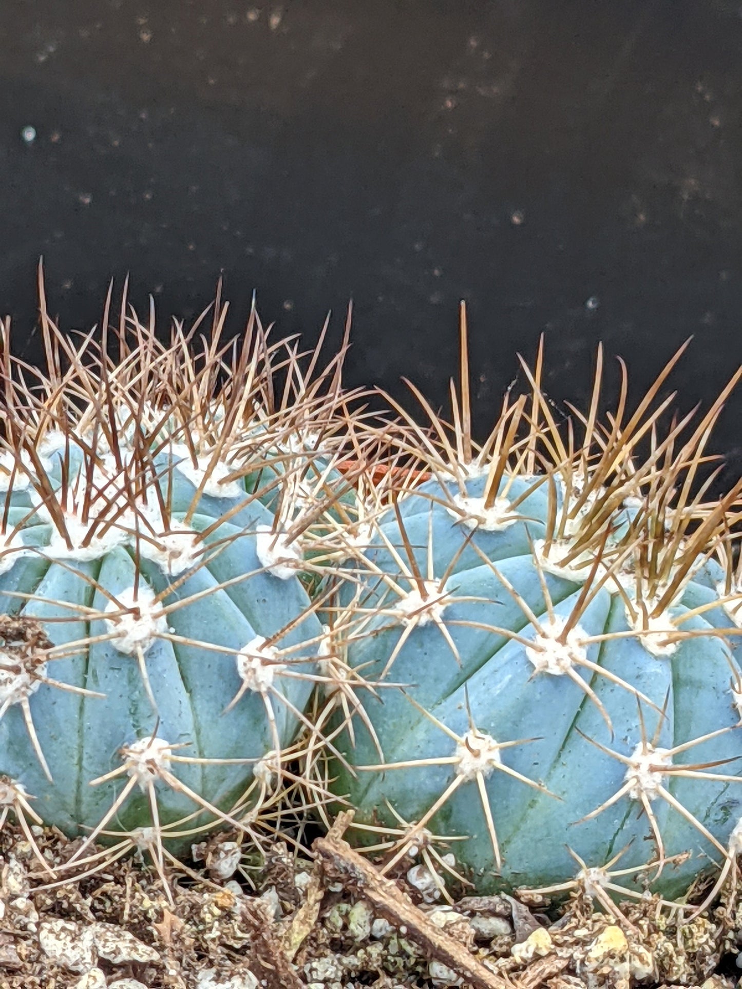 Blue Round Ball Cacti/Cactus - Melocactus Azureus