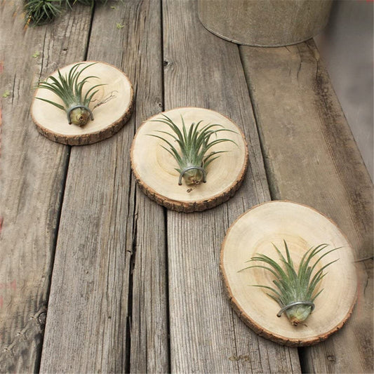 Air Plant Wall Hanger Pot Stand Display - Wood Rustic - Display for Airplants