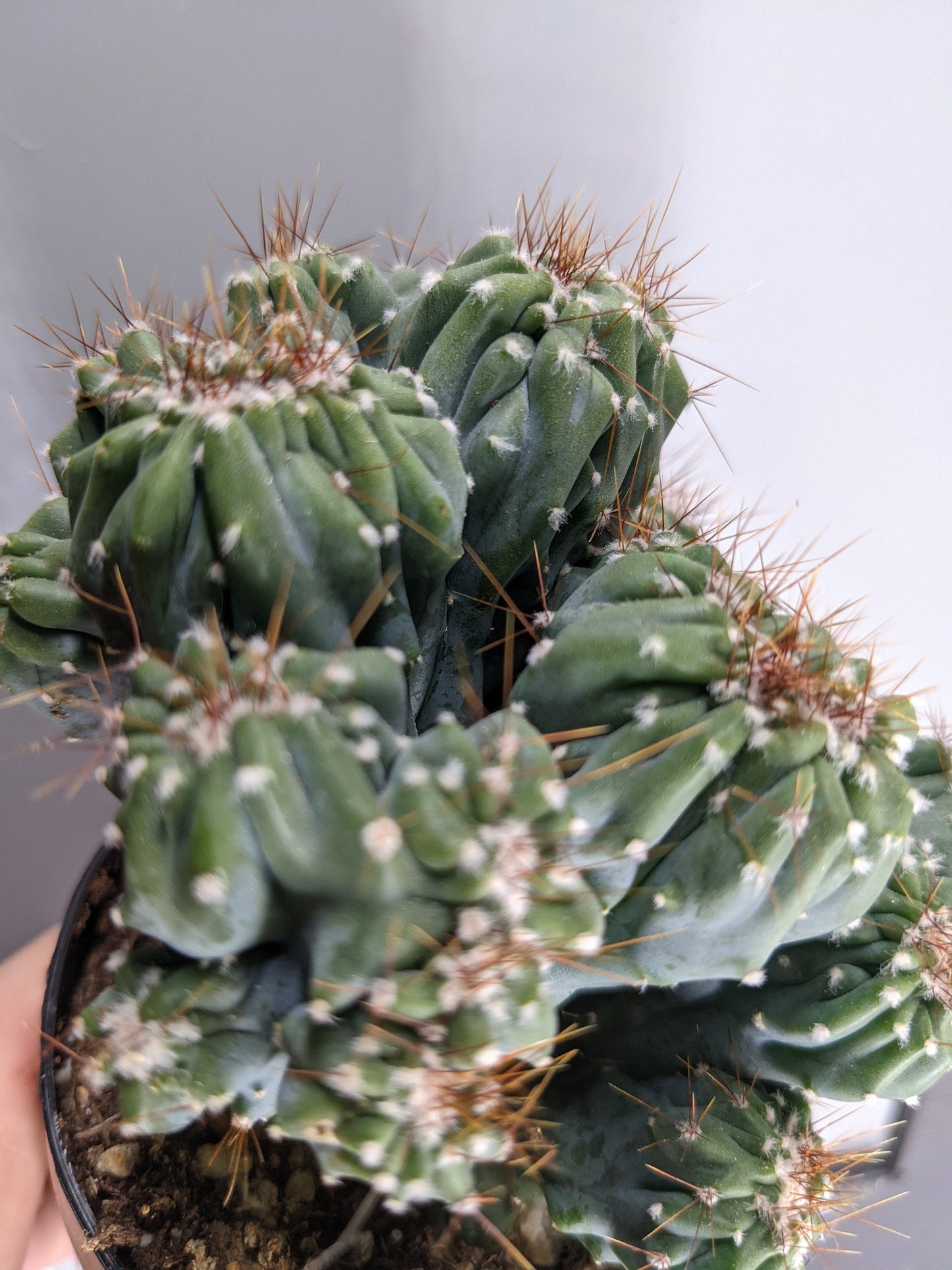 Ming Thing Crested Blue Cactus 4" Pot Size Crested RARE Cactus Living Plant
