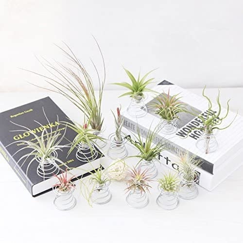 2 Air Plants Tillandsia With 2 Metal Air Plant Stand Display - Easy Care Indoor or outdoor - cute air plants with stand