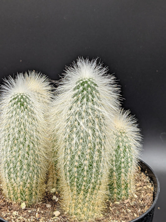 Silver Torch Hairy Small Baby Cute Spiky Cactus - White Cactus - Baby Cacti -Indoor Outdoor Alive Plant - Cleistocactus strausii