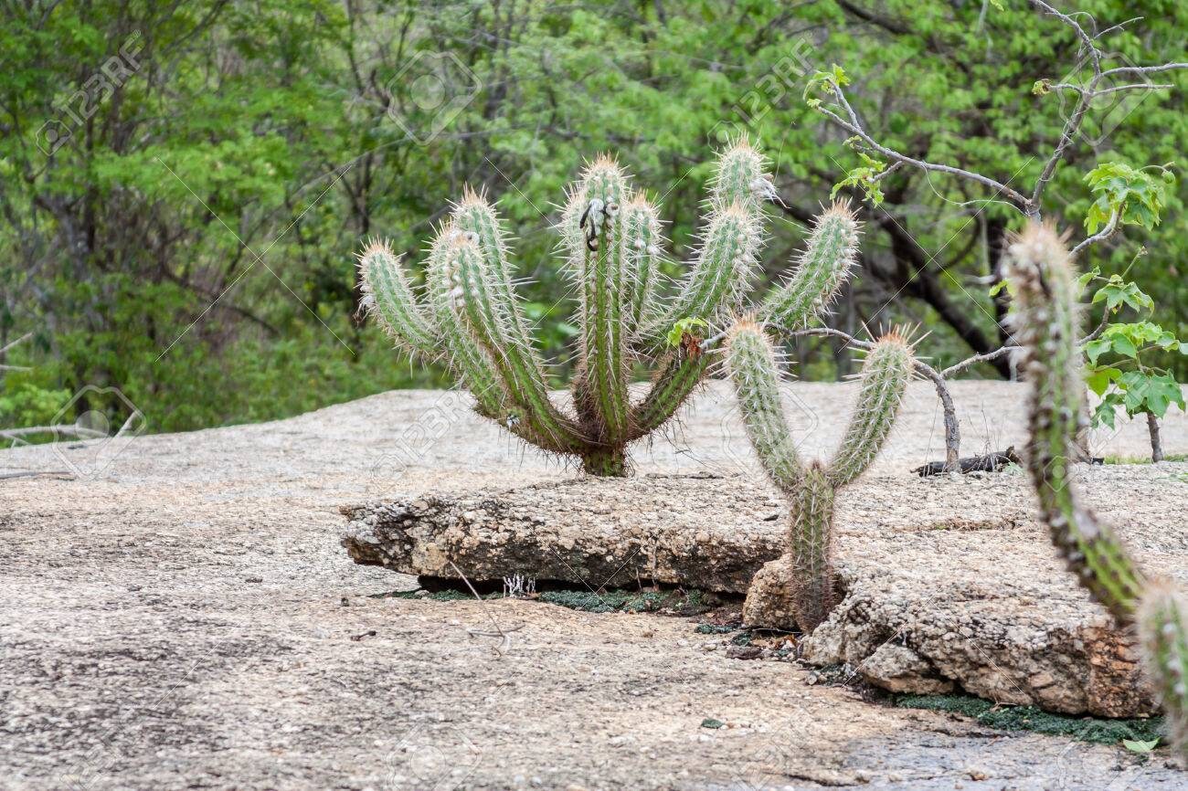 Xique-xique Cactus Pilosocereus Gounellei - Cactus Succulent Live Plant -  Easy Care Living Cactus - RARE LOOK  Get Whats in Pictures!