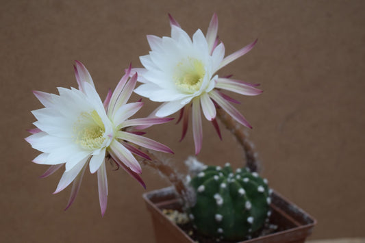 Domino Echinopsis Subdenudata Cactus Rare Succulent Cacti Live Plant - Easter Lily Cactus - Domino  Round Ball Size Choices