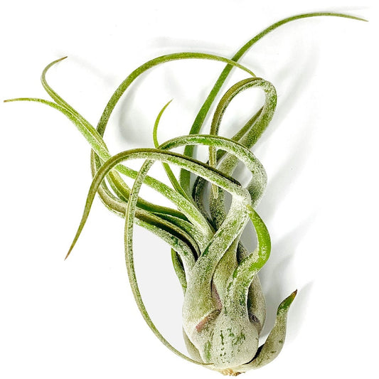 Tillandsia Caput Medusae Air Plants - Live Succulent House Plants - Easy Care Indoor and Outdoor Plants