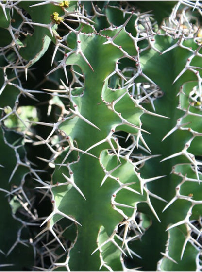 Cow's Horn Cactus -  Rhino Horn Cactus - Euphorbia Grandicornis - Starter Cactus Size Options - Zig Zag Cactus - LIVE PLANT Succulent