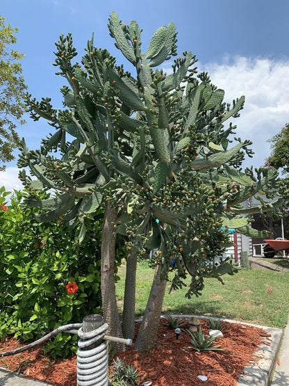 Caribbean Tree Cactus - Opuntia  Consolea Falcata - Cacti *Very Rare Next to Extinct Species* Size Options Plant